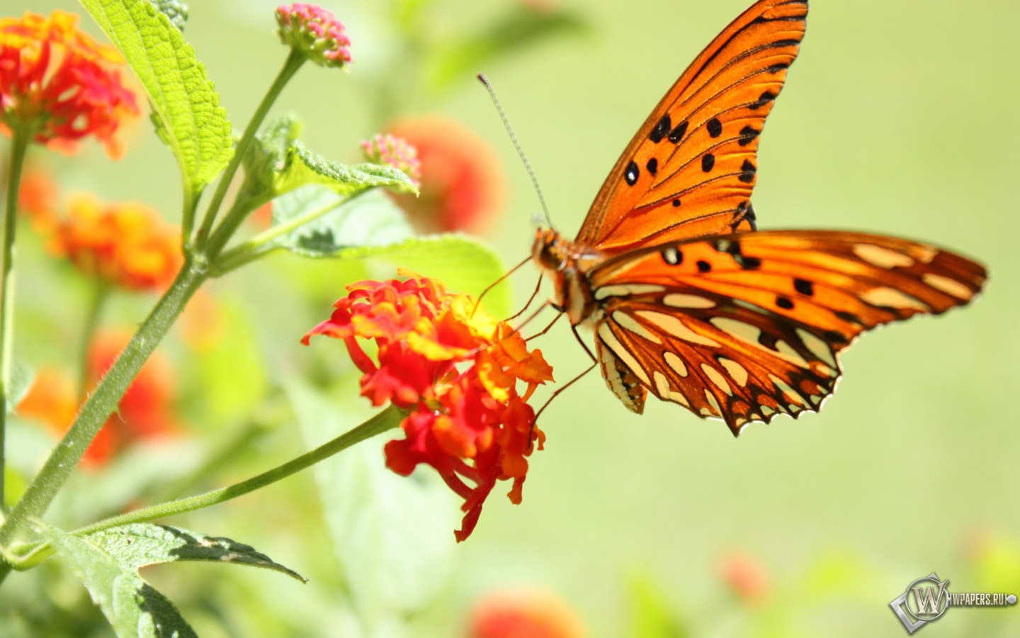 Бабочка на цветке 1440x900