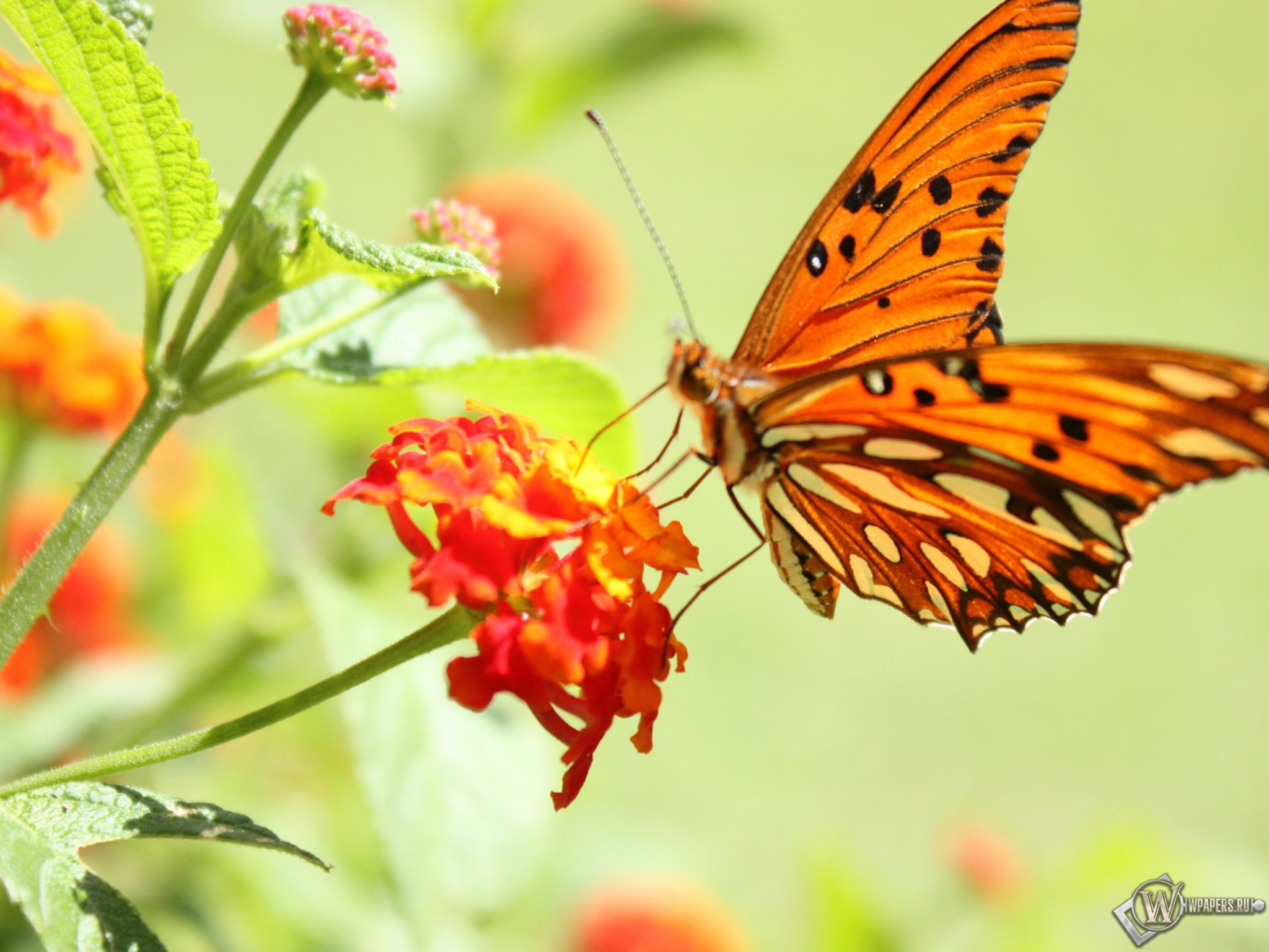Бабочка на цветке 2048x1536