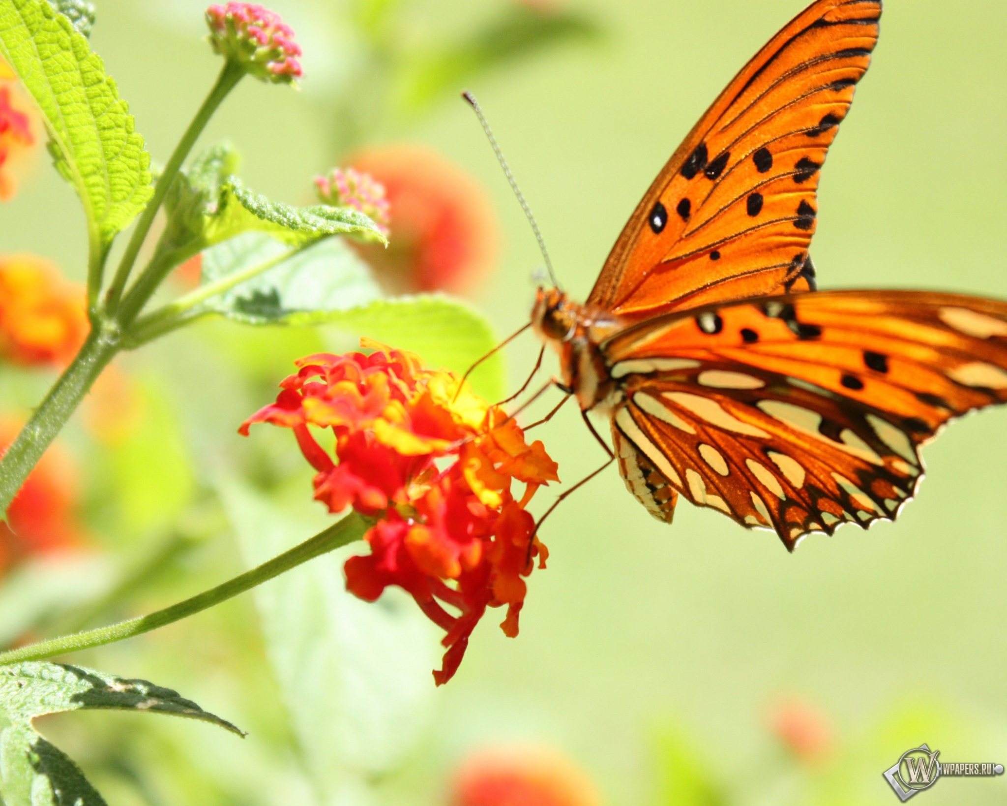 Бабочка на цветке 2048x1638