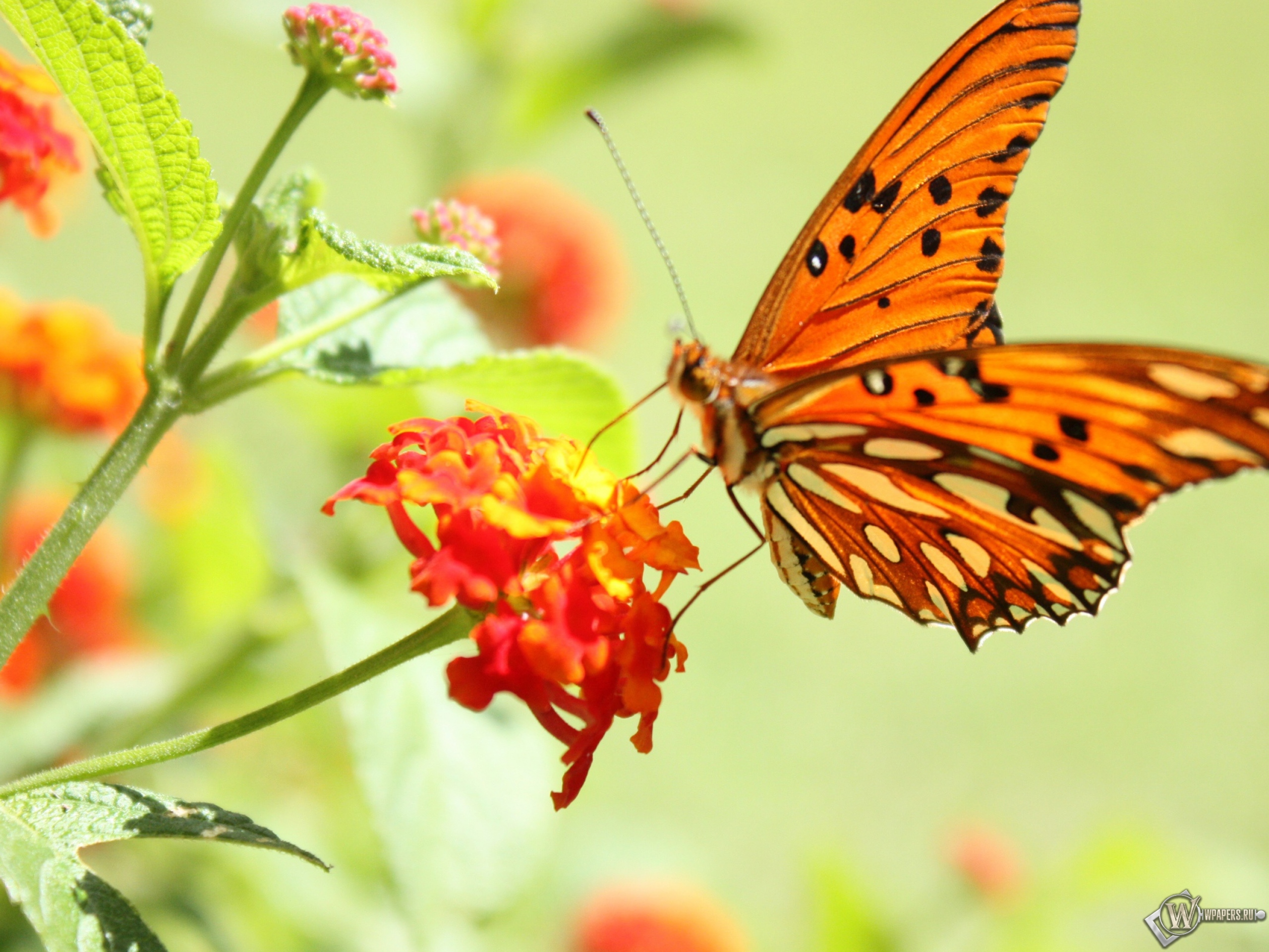 Бабочка на цветке 2560x1920