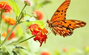 Обои Бабочка на цветке: Цветок, Макро, Бабочка, Бабочки