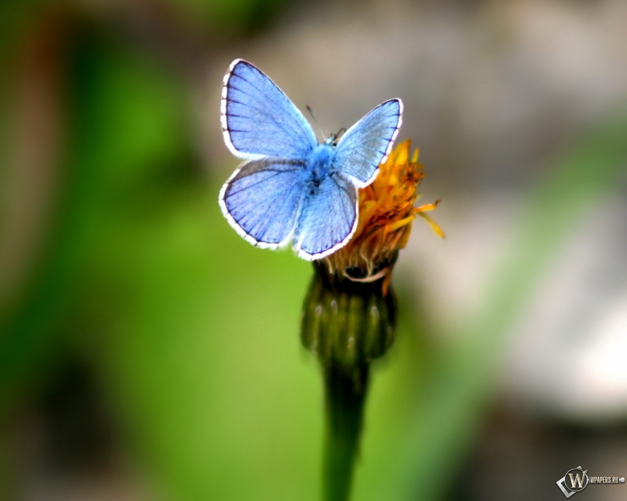 Голубая бабочка 1280x1024