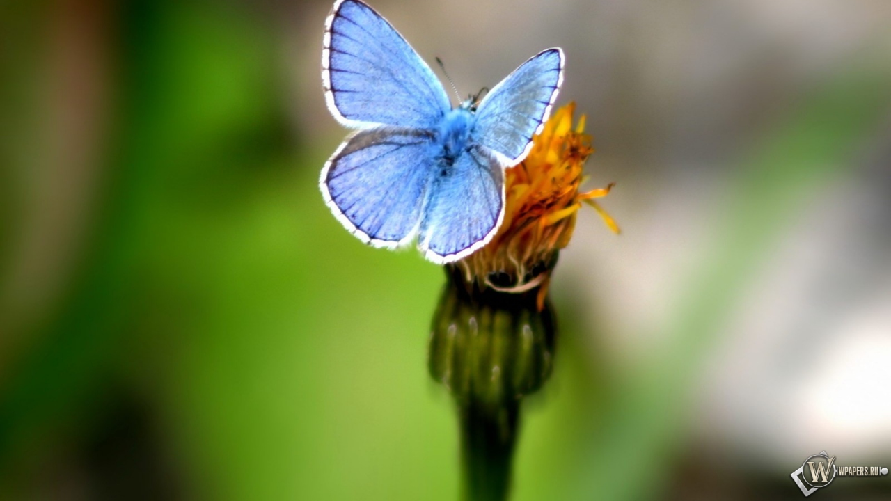 Голубая бабочка 1280x720