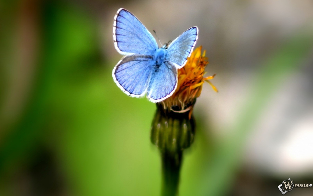 Голубая бабочка 1280x800