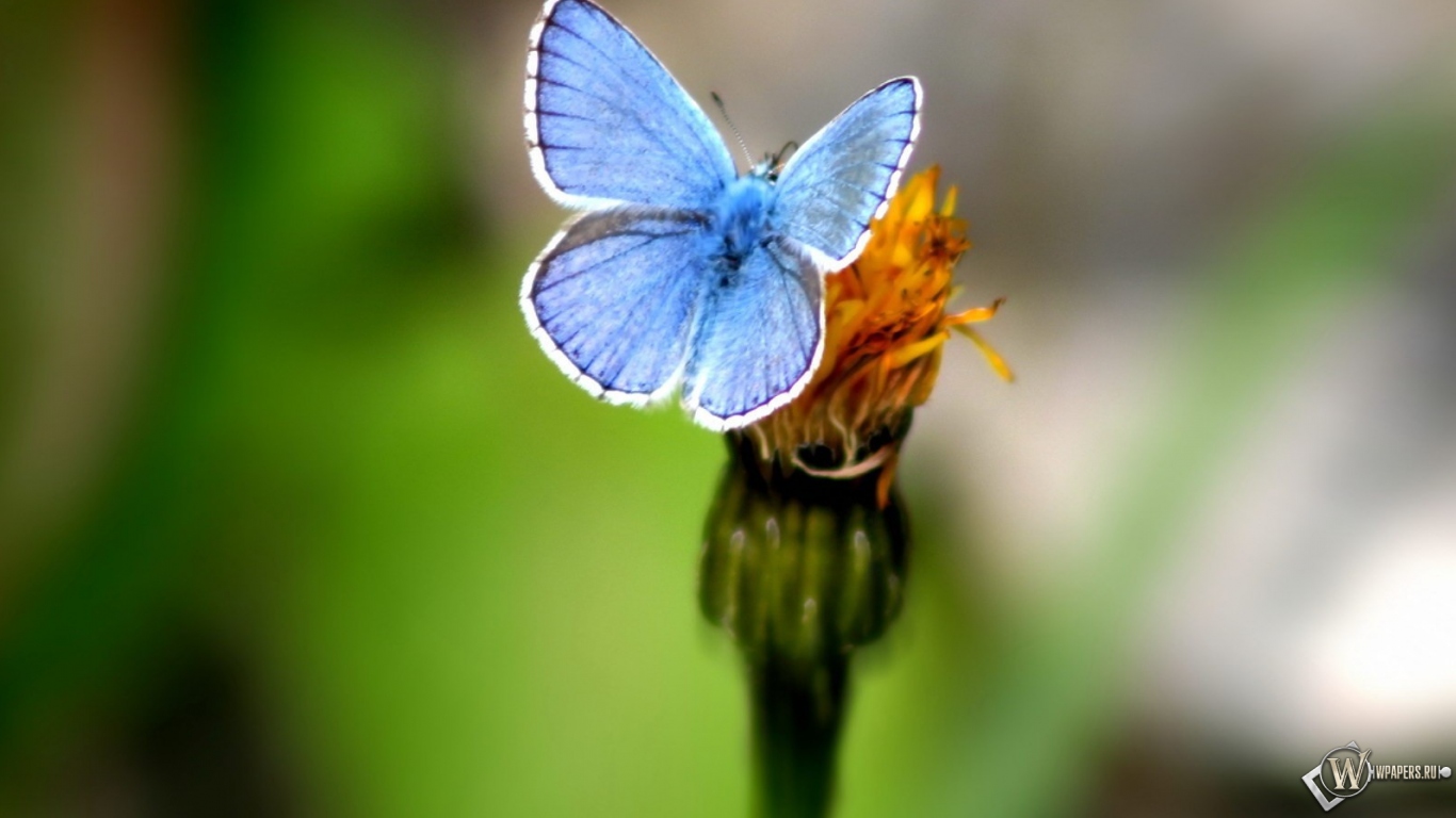 Голубая бабочка 1366x768