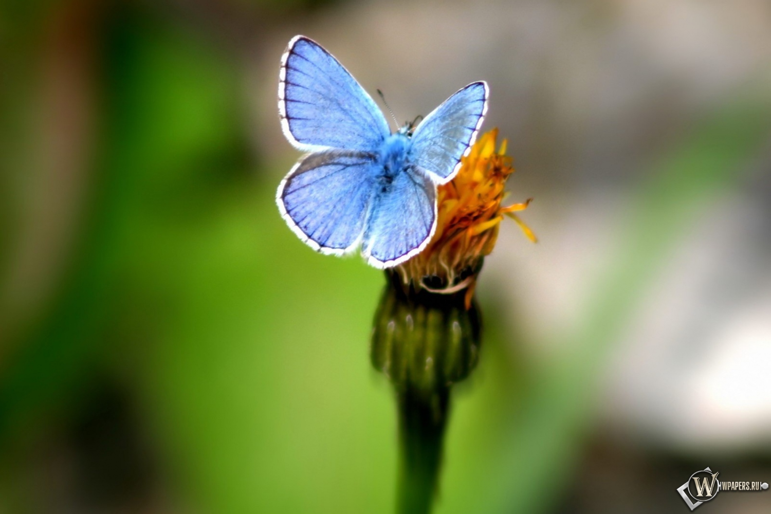 Голубая бабочка 1500x1000