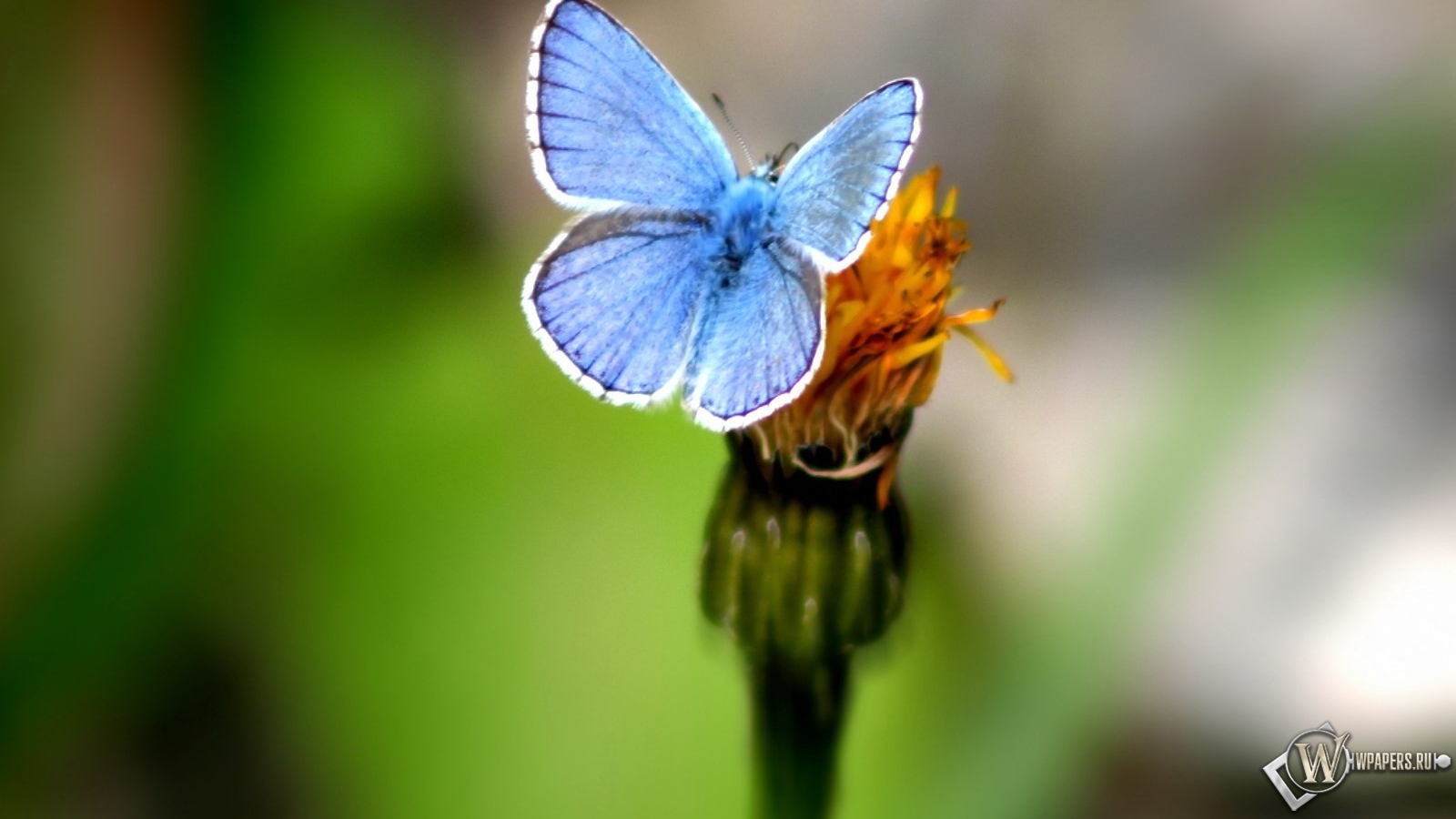Голубая бабочка 1600x900
