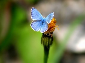 Обои Голубая бабочка: Зелень, Цветок, Бабочка, Бабочки
