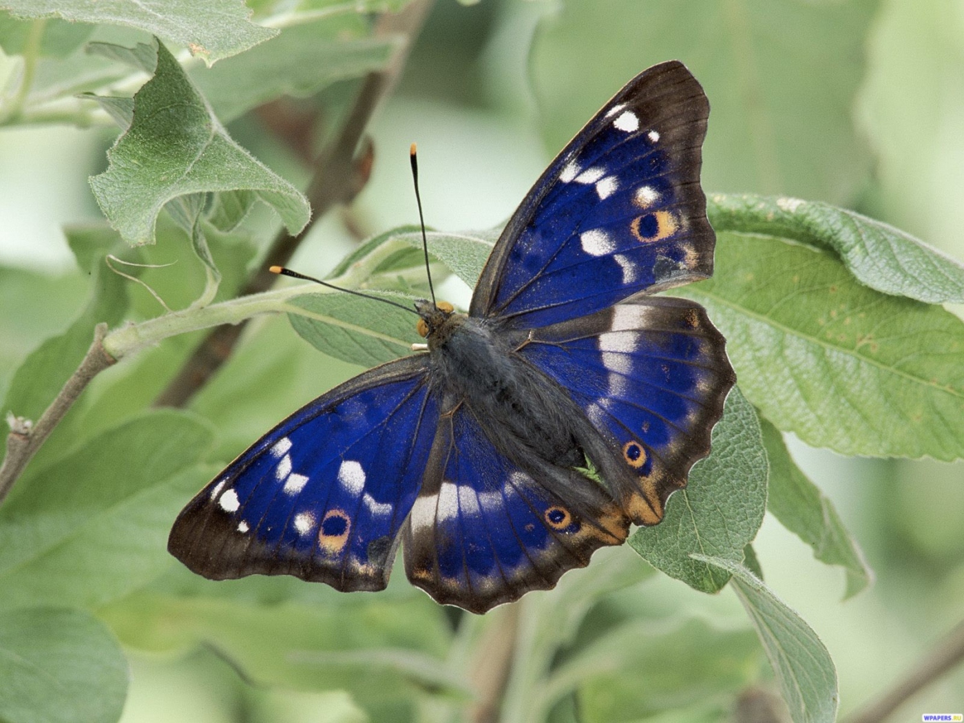 Синяя бабочка 1400x1050