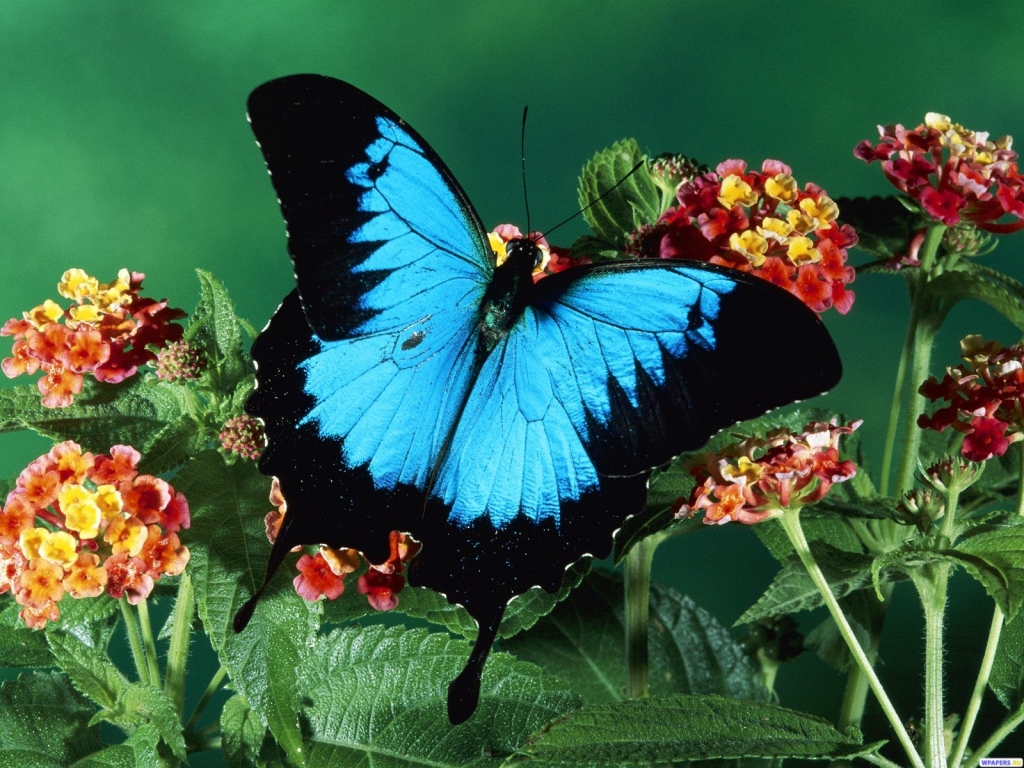 Голубая бабочка 1024x768