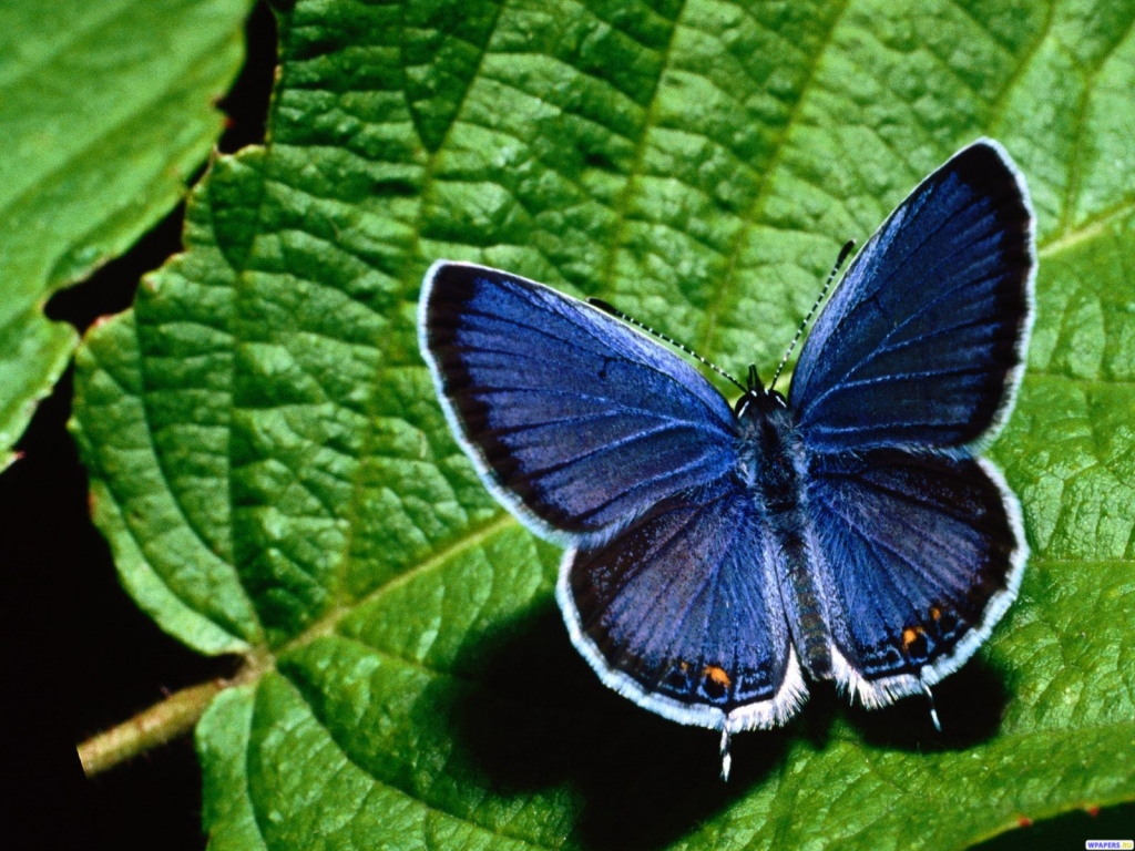 Синяя бабочка 1024x768