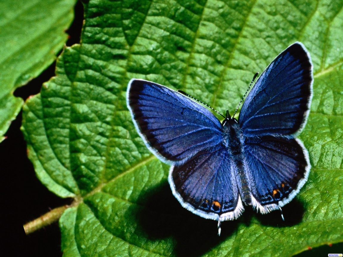 Синяя бабочка 1152x864
