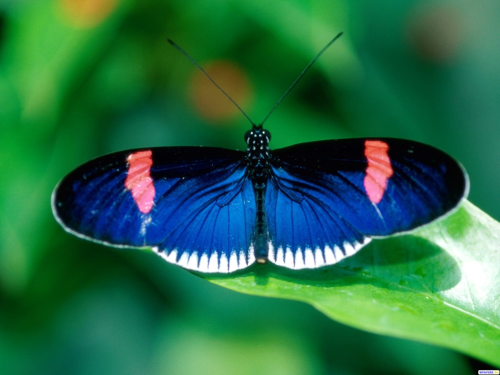 Синяя бабочка 1600x1200