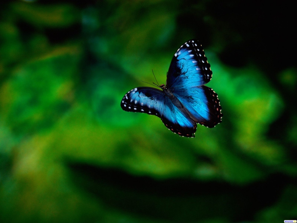 Синяя бабочка 1024x768