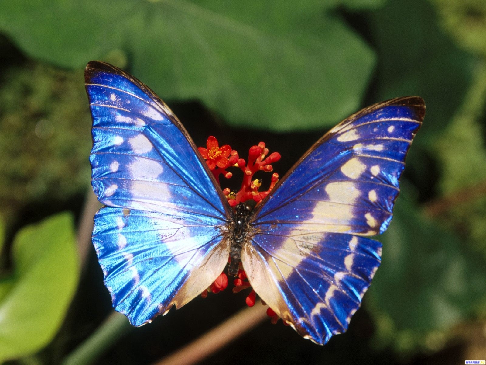 Синяя бабочка 1600x1200
