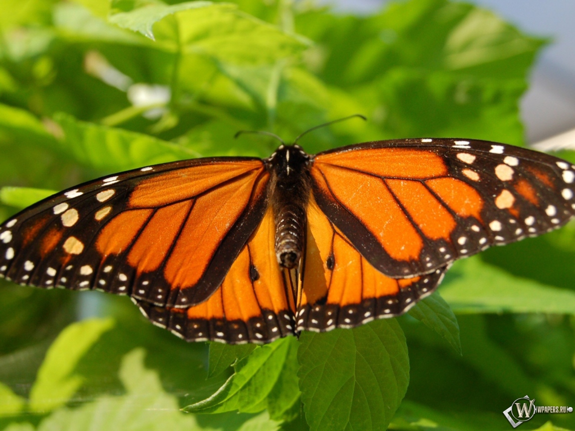 Бабочка-монарх 1152x864