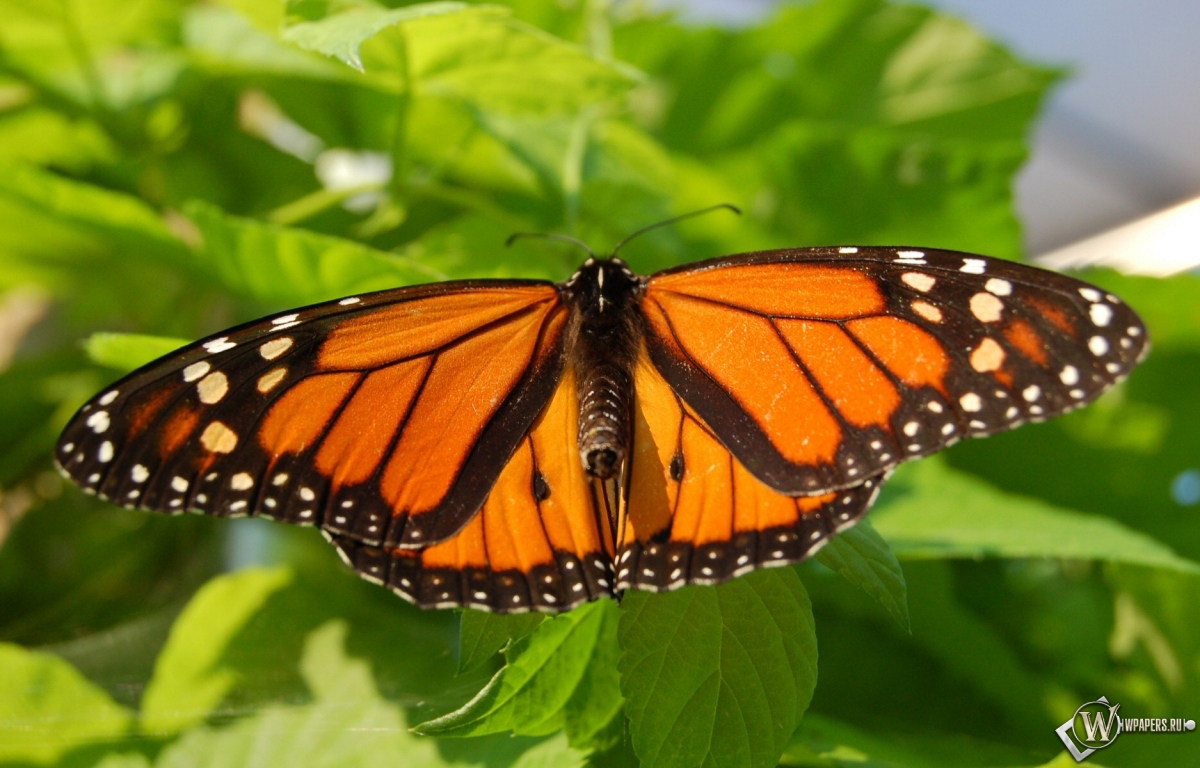 Бабочка-монарх 1200x768