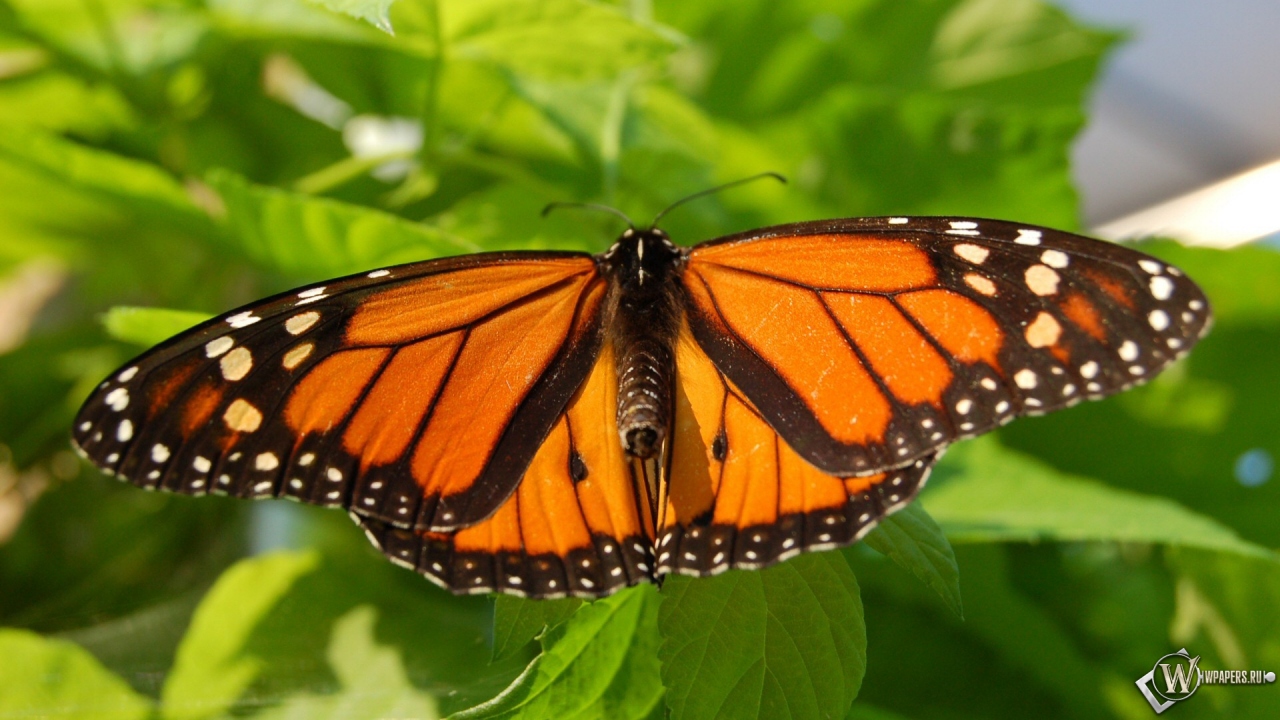 Бабочка-монарх 1280x720