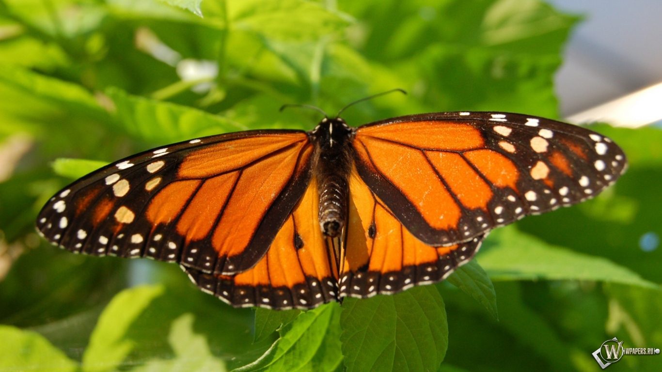Бабочка-монарх 1366x768