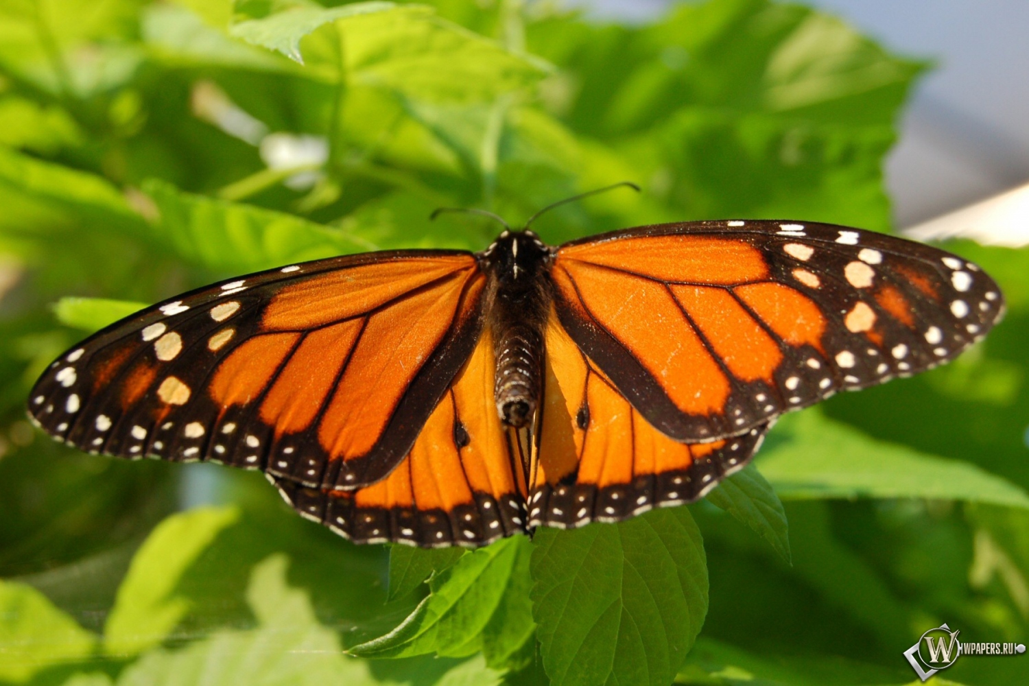 Бабочка-монарх 1500x1000