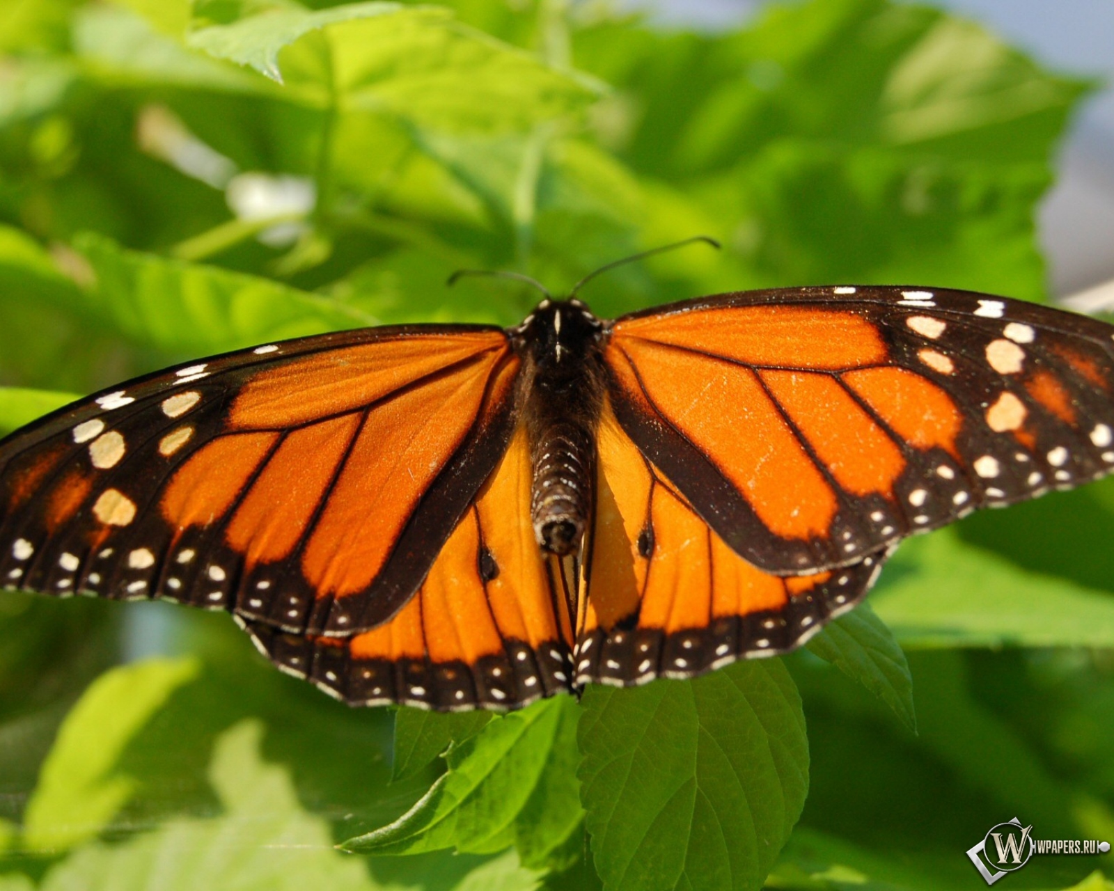 Бабочка-монарх 1600x1280