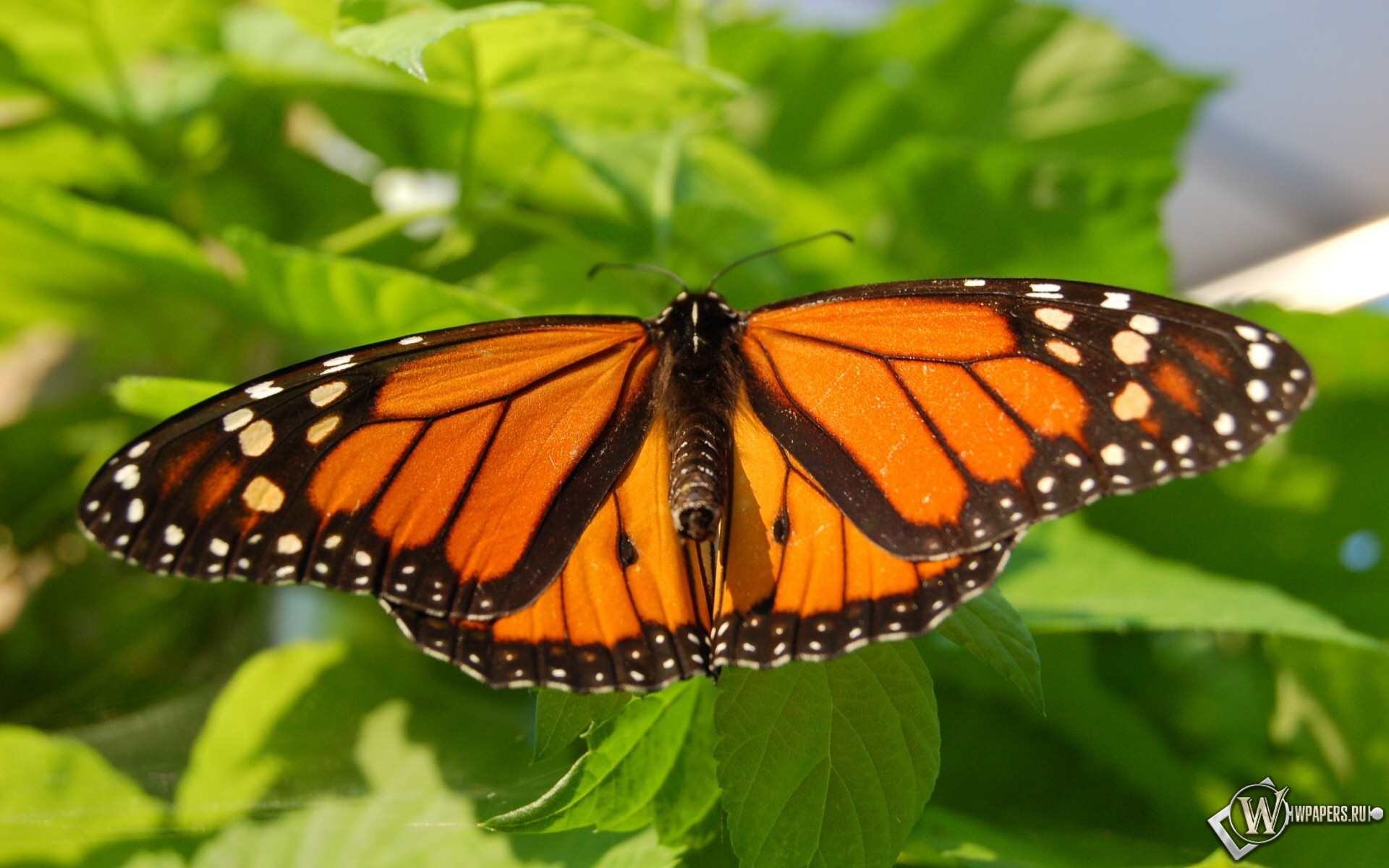 Бабочка-монарх 1920x1200