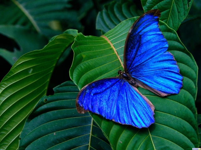 Заставки на телефон синие бабочки