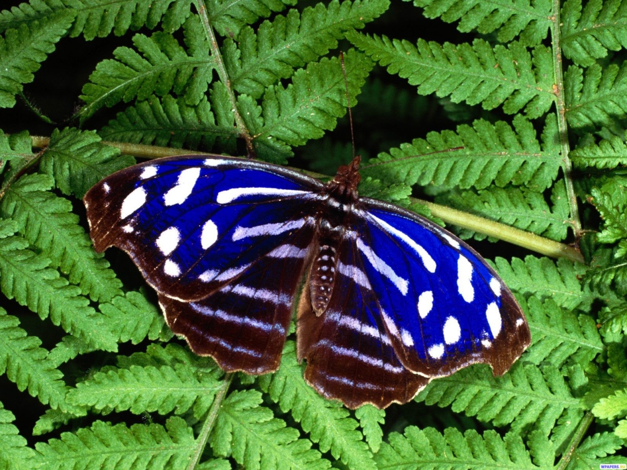 Синяя бабочка 1280x960