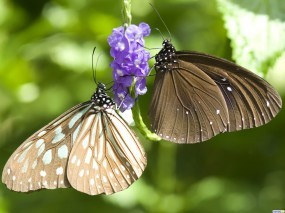 Обои Бабочки: , Бабочки
