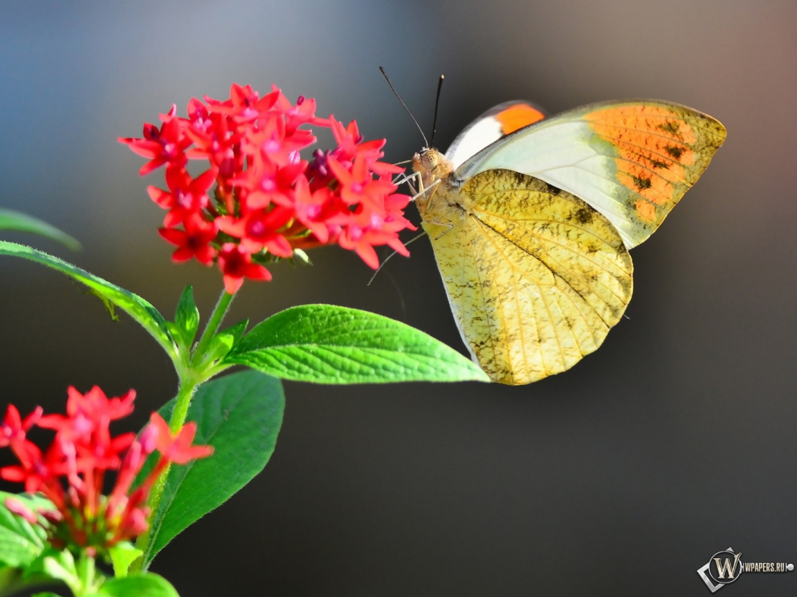 Бабочка на цветке 1152x864