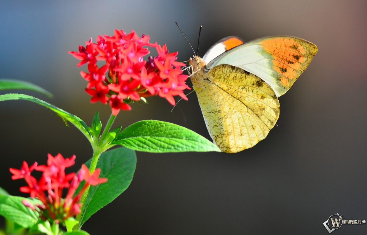 Бабочка на цветке 1200x768