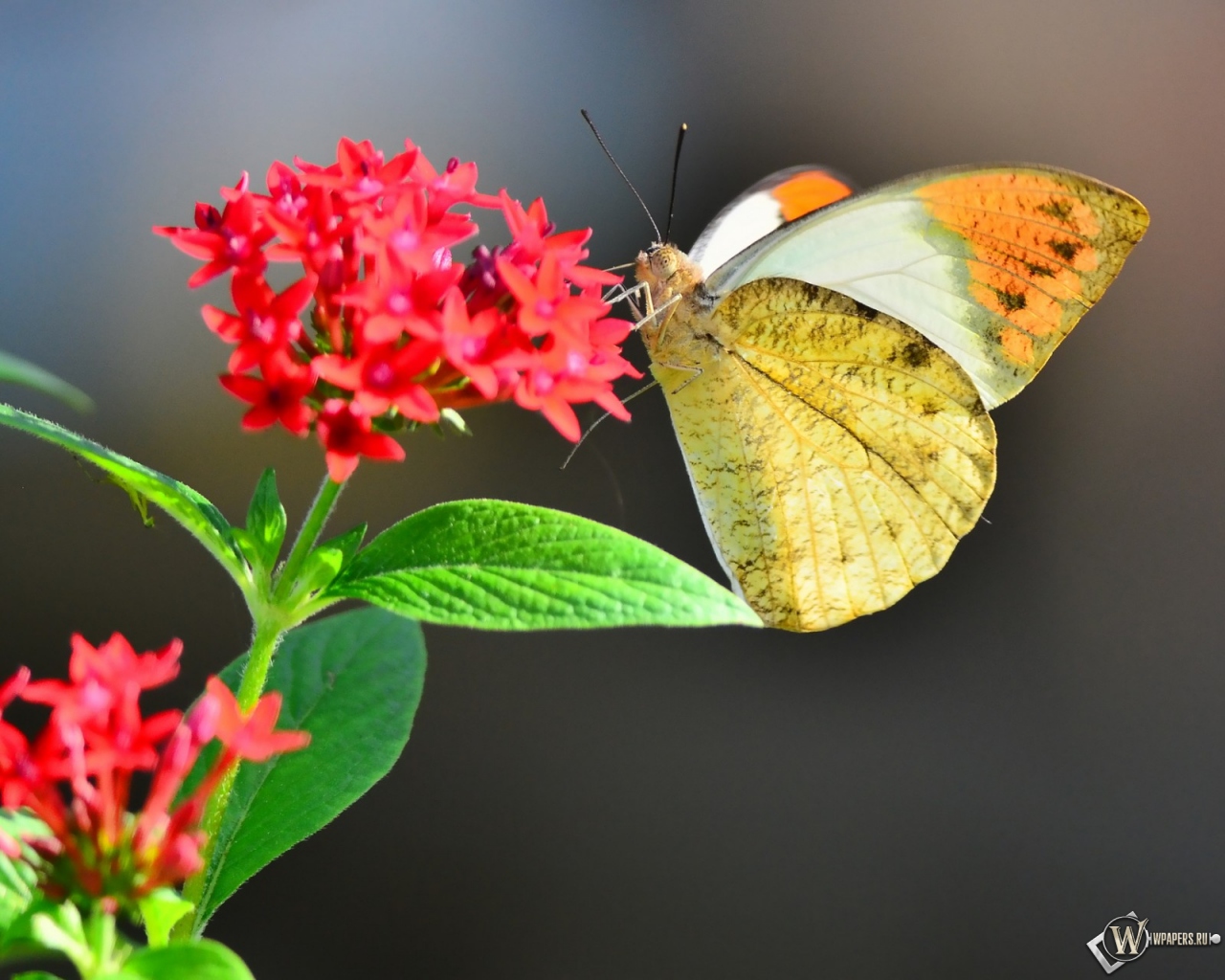 Бабочка на цветке 1280x1024