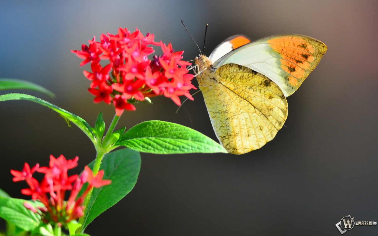 Бабочка на цветке 1280x800