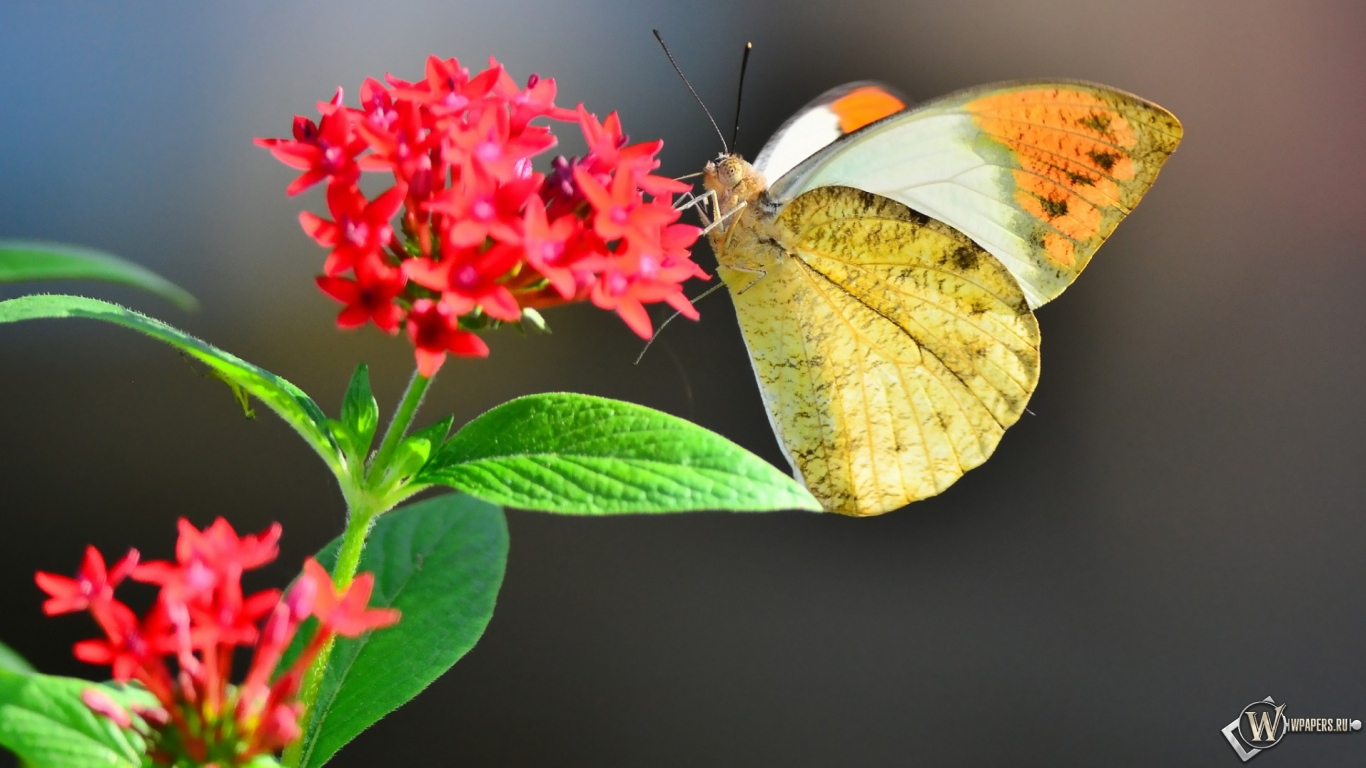 Бабочка на цветке 1366x768
