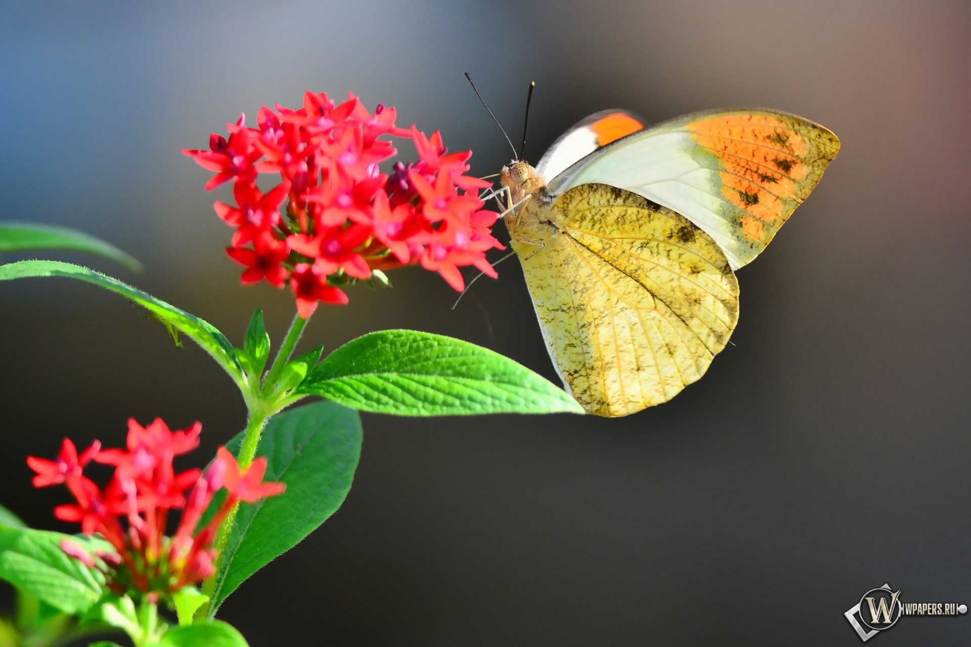 Бабочка на цветке 1920x1280