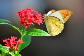 Обои Бабочка на цветке: Цветок, Бабочка, Бабочки