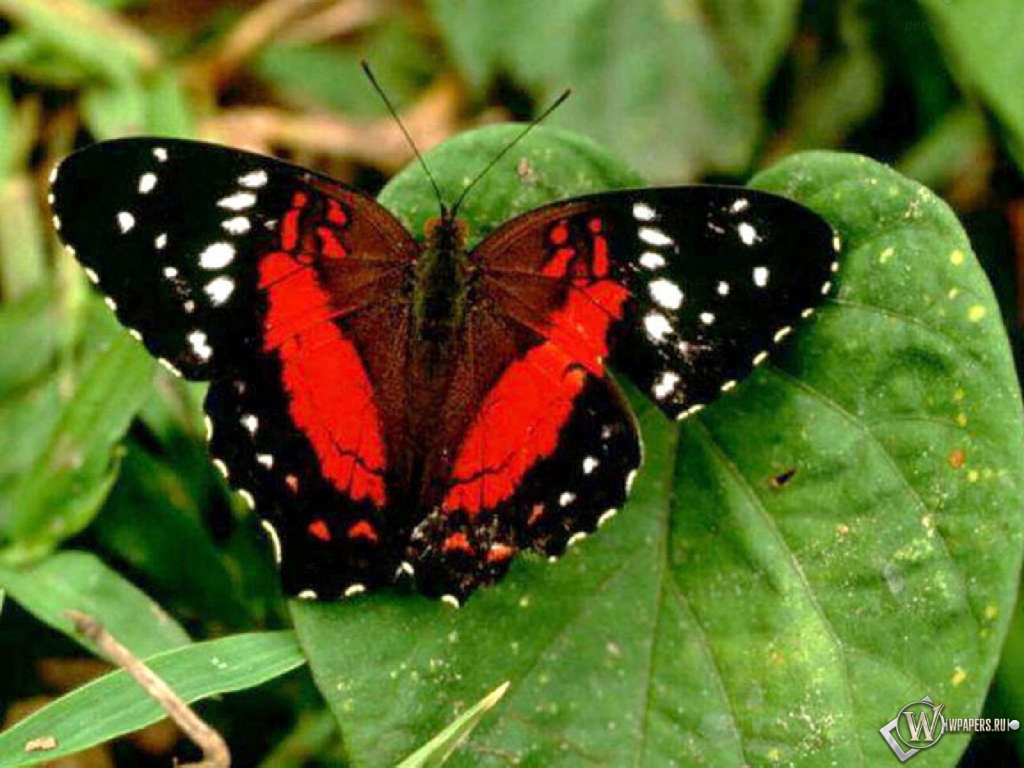 Красная бабочка 1024x768