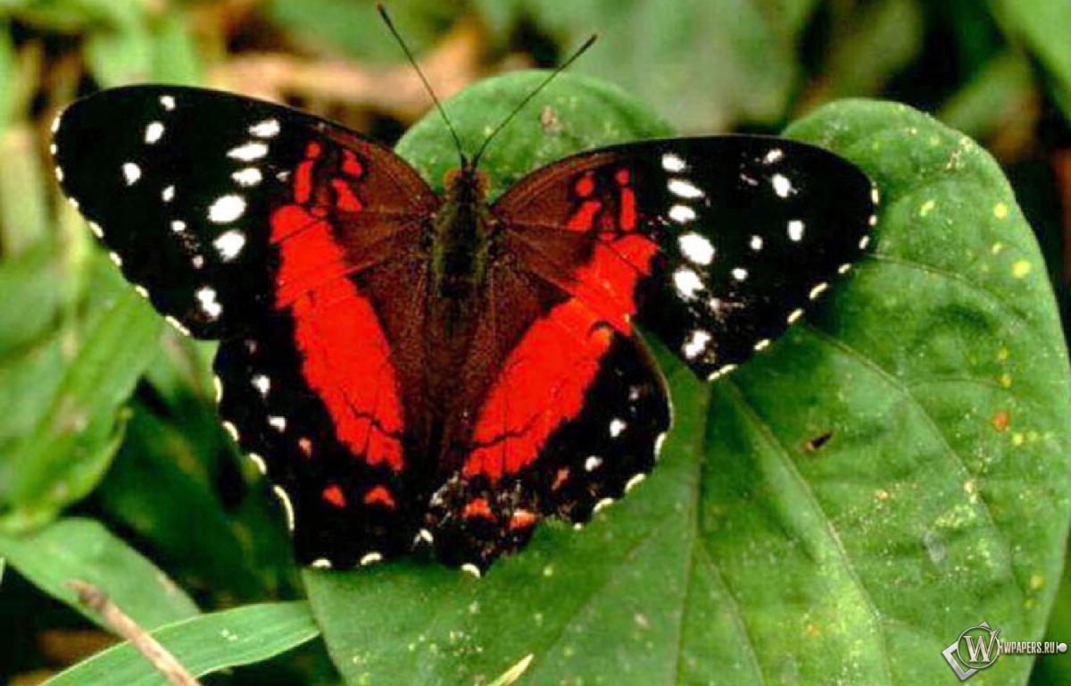 Красная бабочка 1200x768