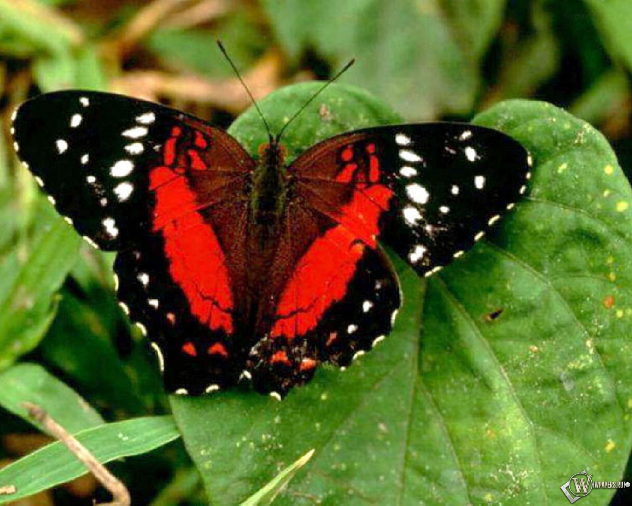 Красная бабочка 1280x1024