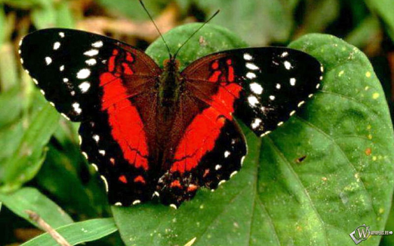 Красная бабочка 1280x800