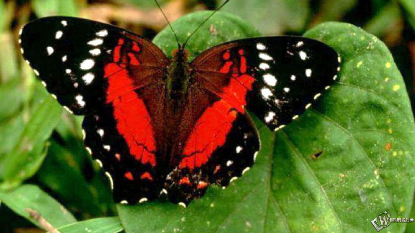 Красная бабочка 1366x768