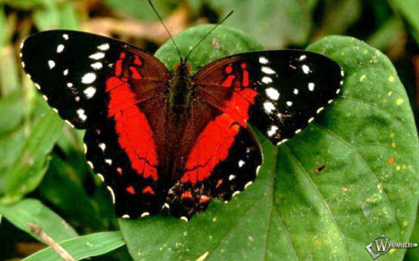 Красная бабочка 1440x900