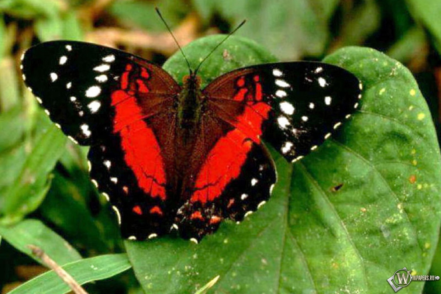 Красная бабочка 1500x1000