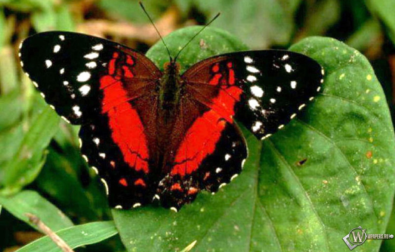 Красная бабочка 1600x1024
