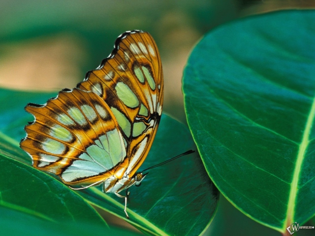 Прекрасная бабочка