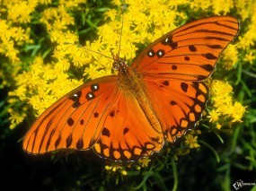 Обои Прекрасная бабочка: , Бабочки