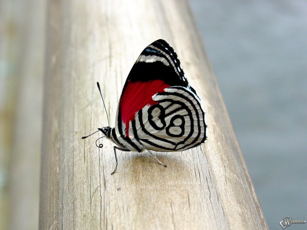 Прекрасная бабочка 1024x768