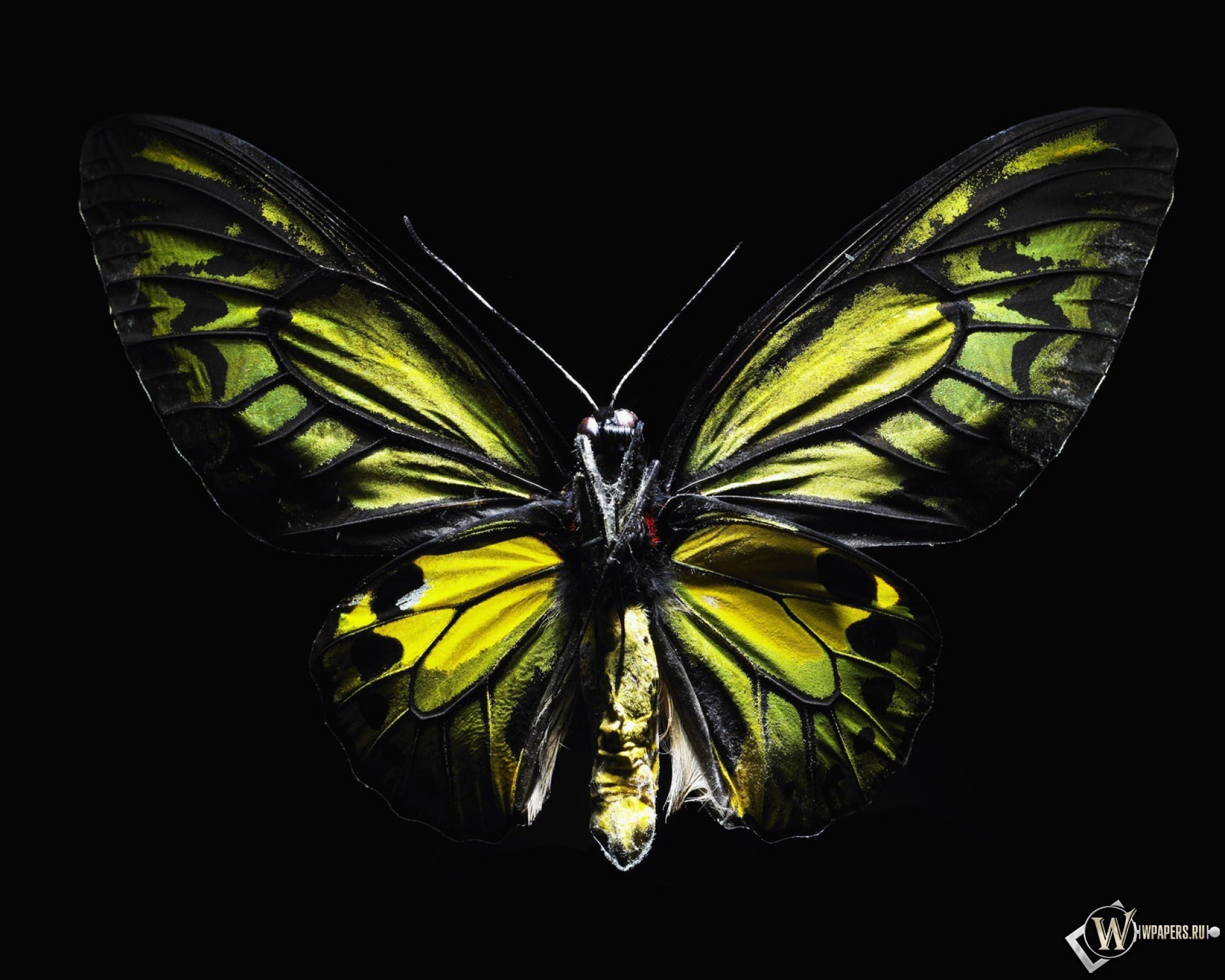 Черно зеленая бабочка. Бабочка. Яркие бабочки. Бабочки на черном фоне. Бабочка на темном фоне.