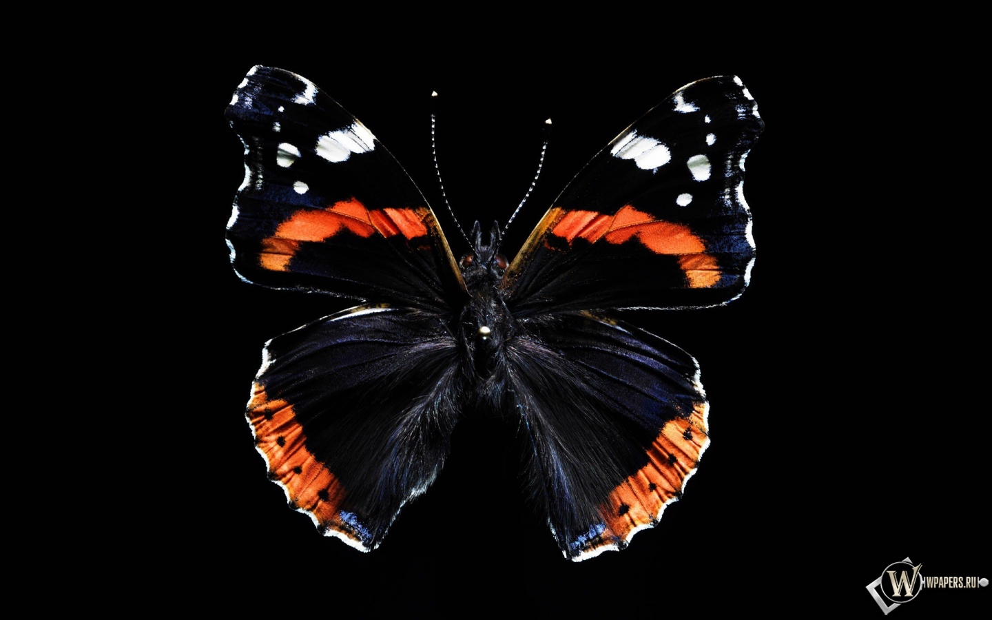 Бабочка 1440x900