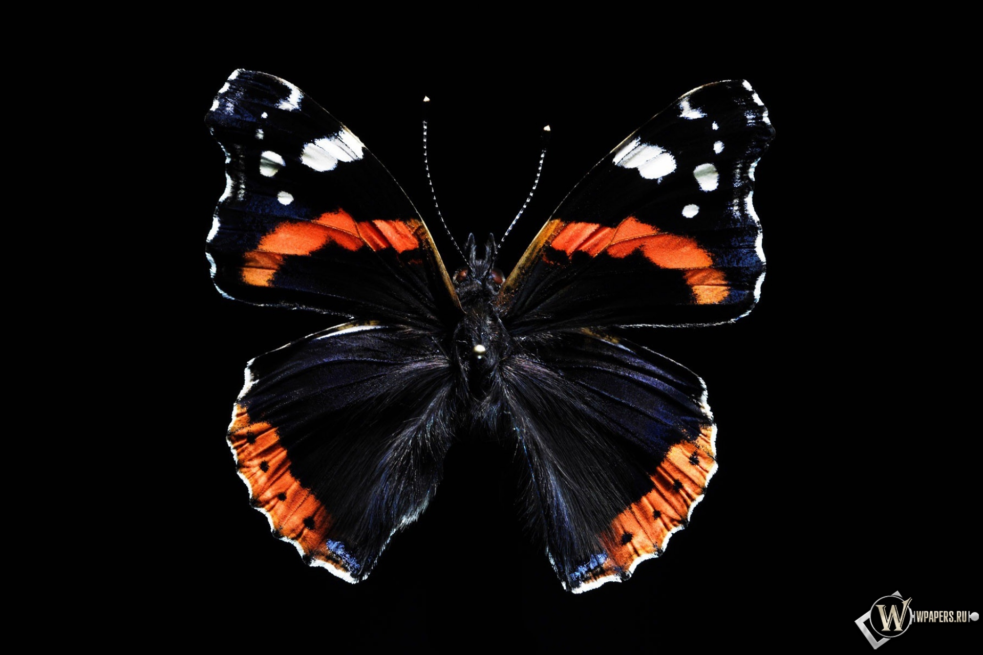 Бабочка 1920x1280